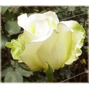 Роза "Yellow unique"